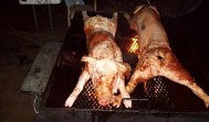 Two Roasted Pig